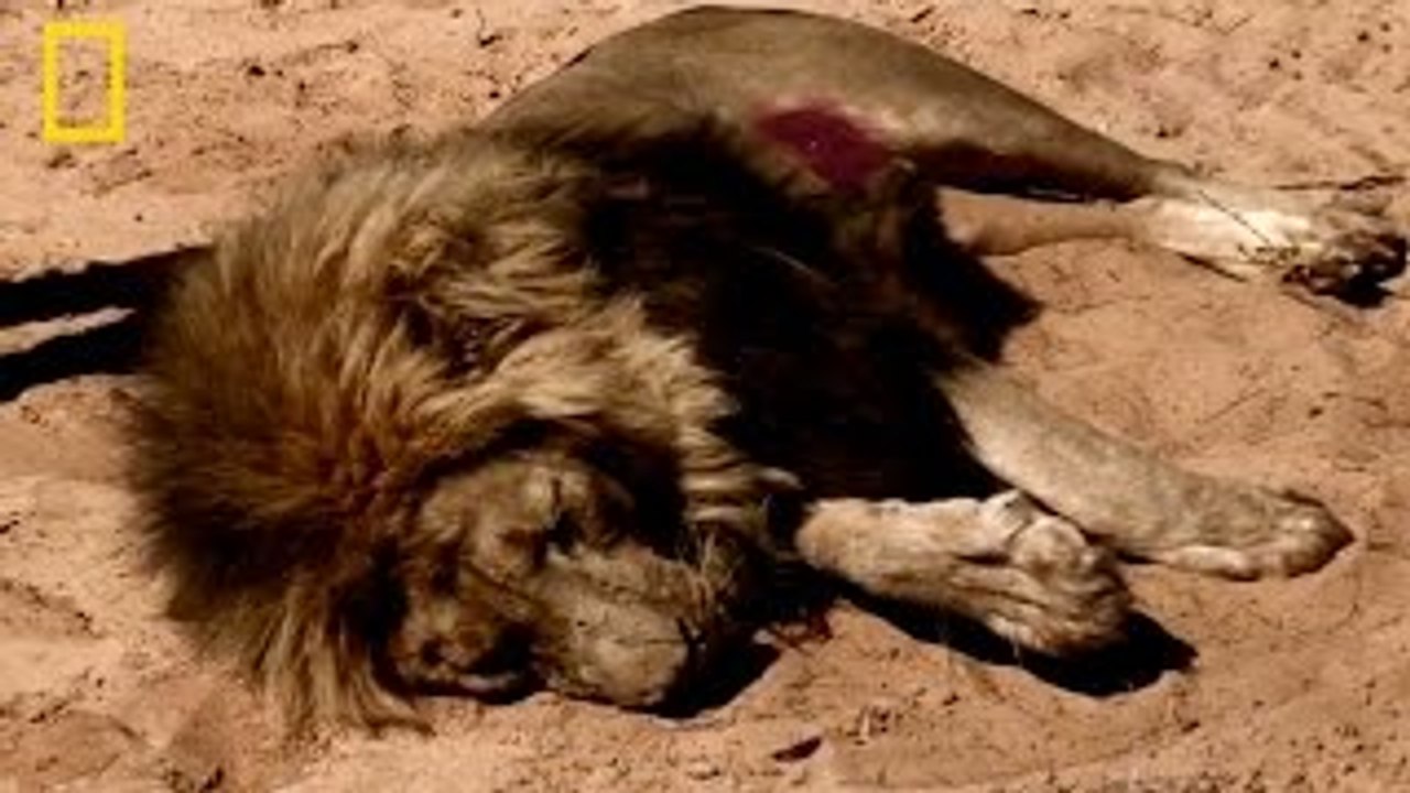 Documentário de Leōes O JOGO MORTAL [National Geographic Documentário completo e dublado]