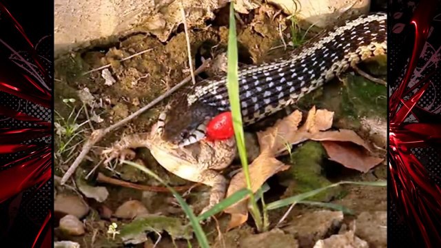 Amazing small snake try to eat big frog