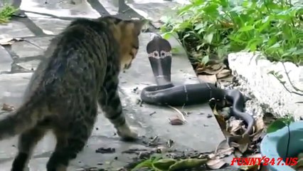 Cat & Snake Fighting Real Life - Who Win-