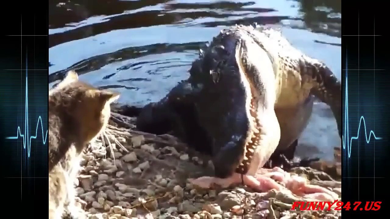 Cat vs Alligator Who's The Scaredy