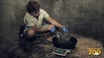 Snow Leopard Cub Born at Brookfield Zoo!