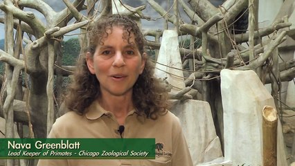 Kecil Orangutan Gears Up for His Debut!