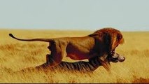 National Geographic Amazing Africa Lions WILD National Geographic