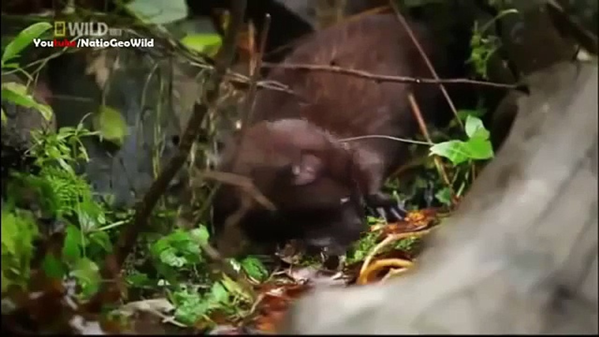 Wild Alaska National Geographic Documentary HD BBC Documentary