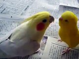 Little parrot big kisses!