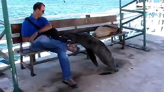 Sea lion chased the guy off the bench!