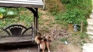 Monkey playing with the dog