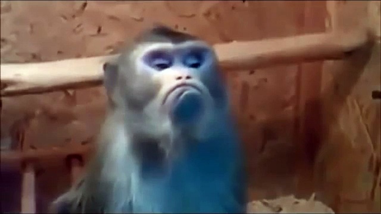 Monkey pouted