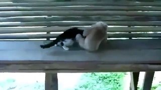 Monkey fights with the cat