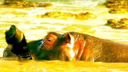 Animal Video HIPPO EATS ZEBRA [+ Crocodile Attacks & More!] ☆ Full Documentary NATIONAL GE