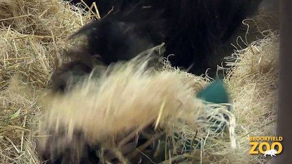 Kecil Orangutan Playing!