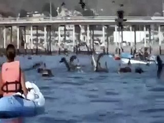 Blue Whale by Drone 4K／シロナガスクジラのドローン空撮４K映像／DJI Inspire 1「sky／♪」