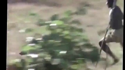 Monkeys estão pulando sobre um javali!