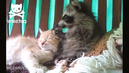 Pouco guaxinim e gatinho