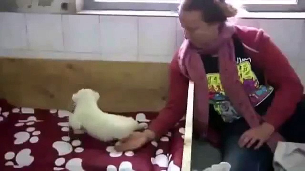 Filhote de leão branco como um cordeiro