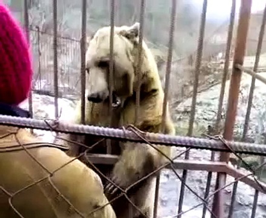urso hesite