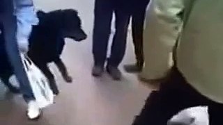 Um homem desencadeou um gato no cachorro grande