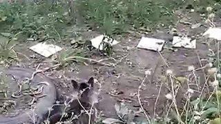 Ataque Rato em um gato