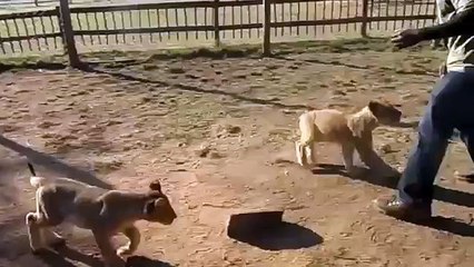pequeños cachorros