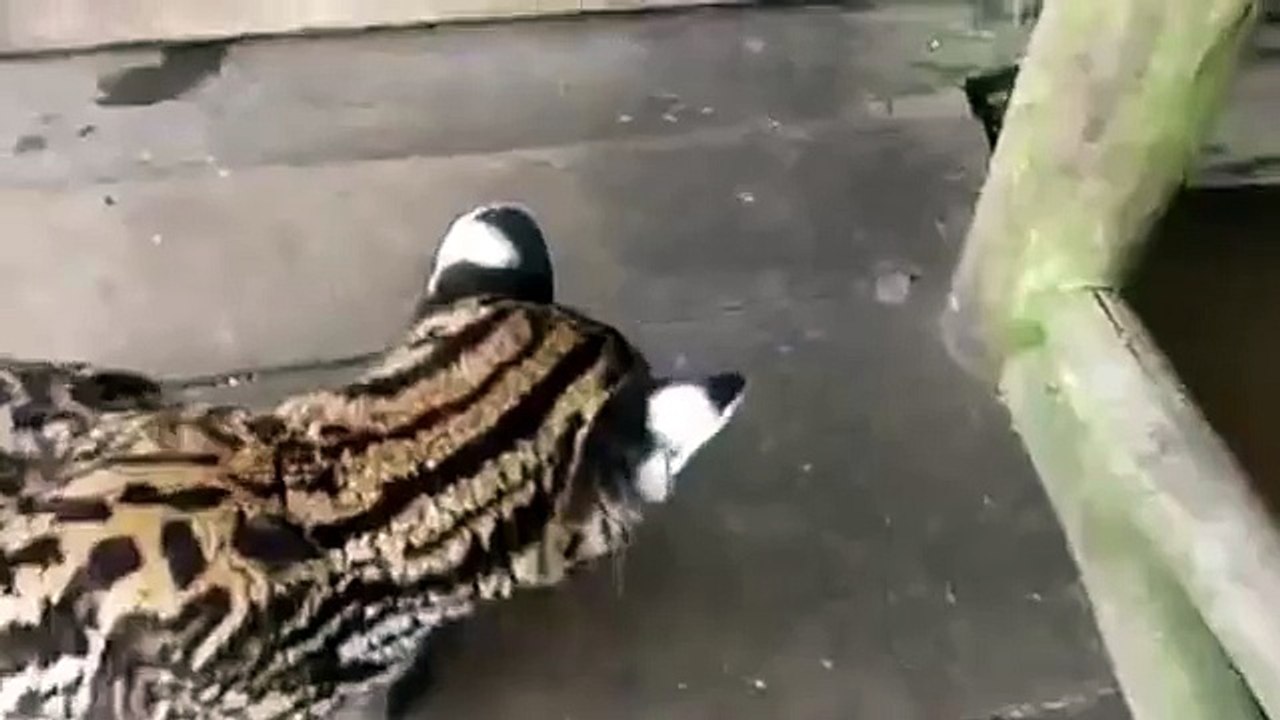 Pequeño ocelote casa