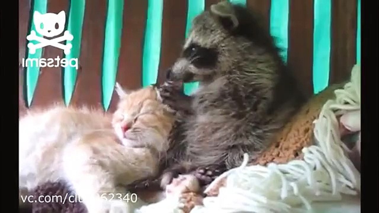 Poco mapache y gatito
