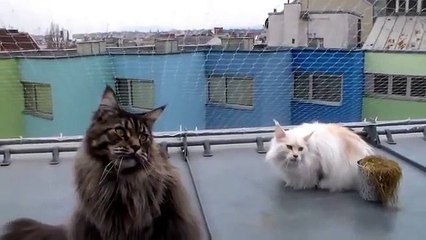 Maine coon quieren pájaros!