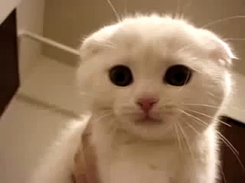 lindo kote