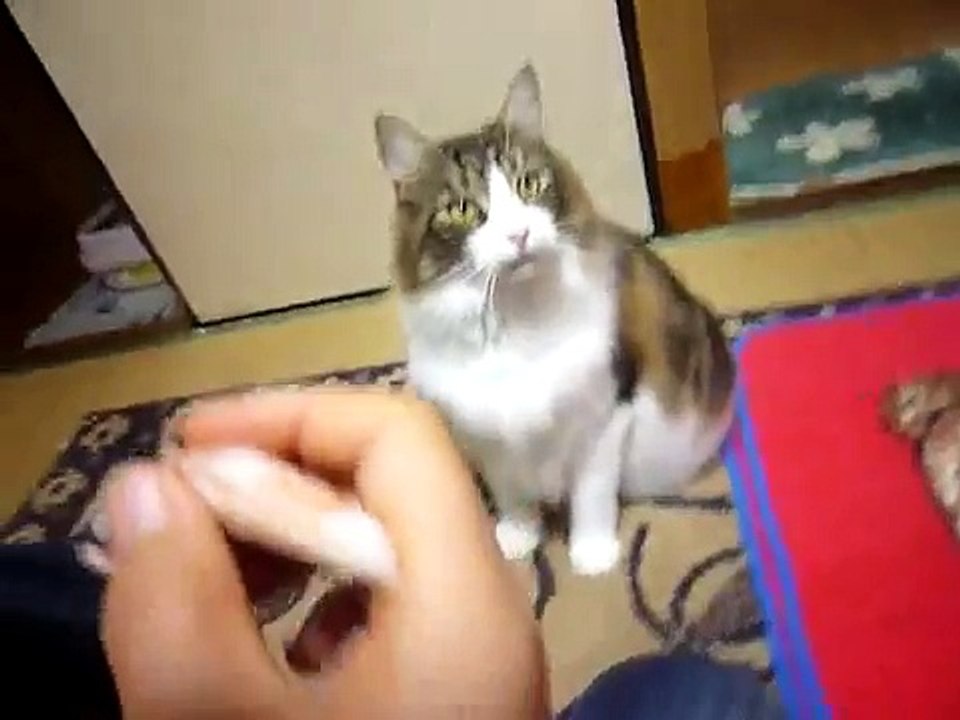 Educación Maine Coon dando su pata