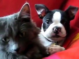 Chat et le chien inséparables