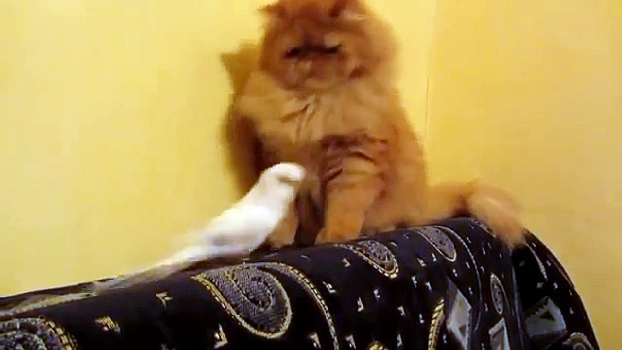 Causeur pas ennuyeux!