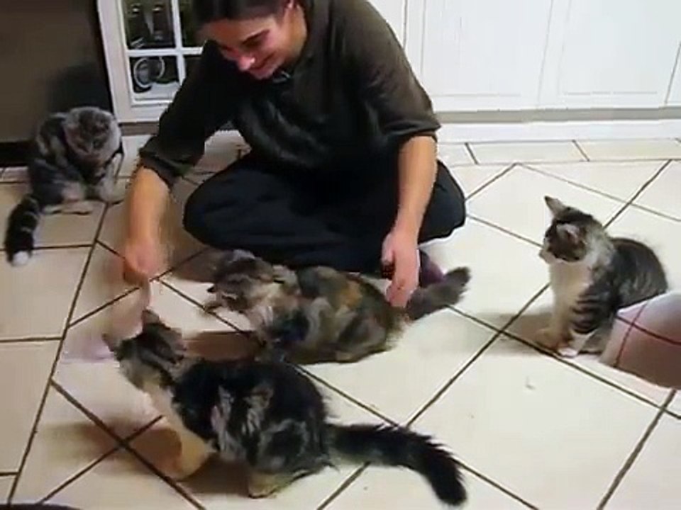 Chatons forestiers norvégiens jouent avec un morceau de papier