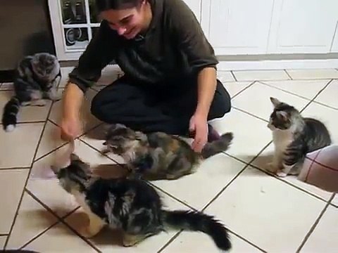 Chatons forestiers norvégiens jouent avec un morceau de papier