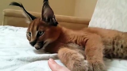 Caracal incendie chat
