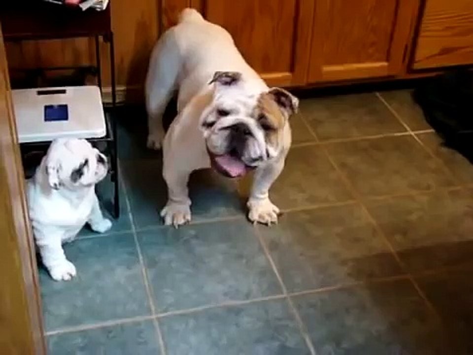 Petit bouledogue ne veut pas jouer avec ma mère!