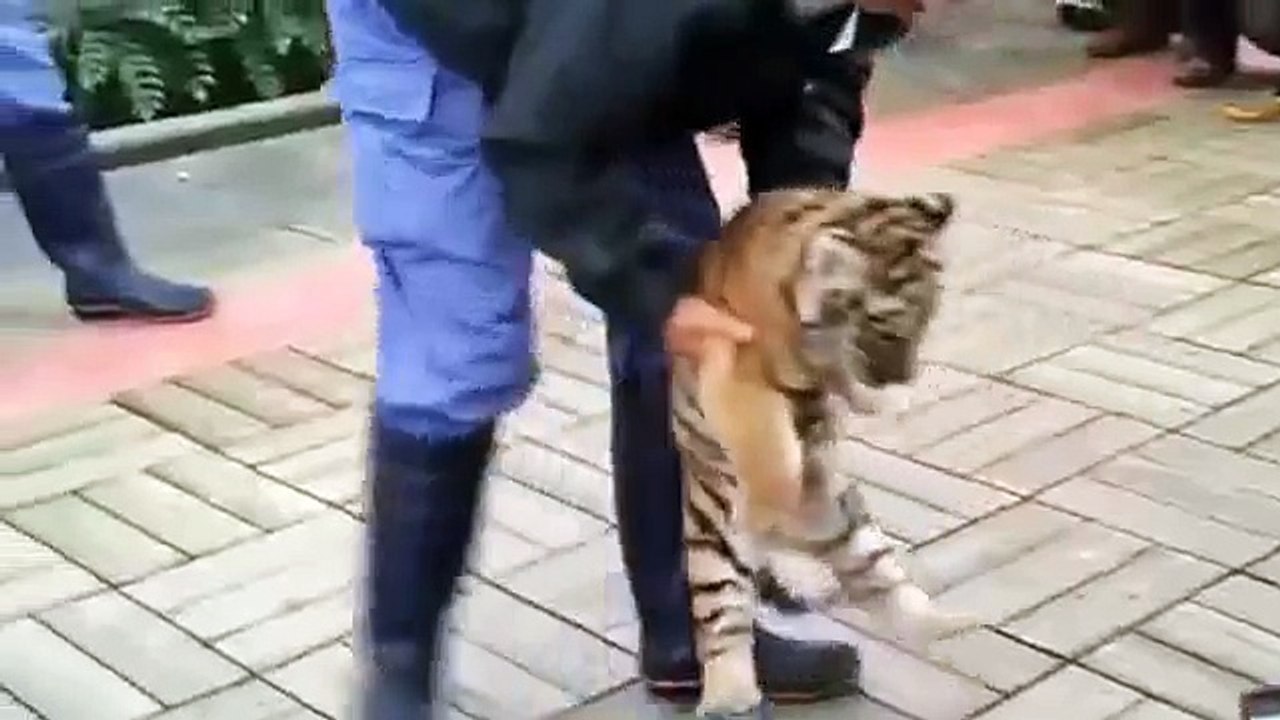 Bébé tigre
