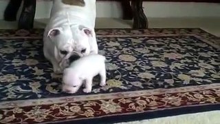 Maman avec un chiot bulldog drôle