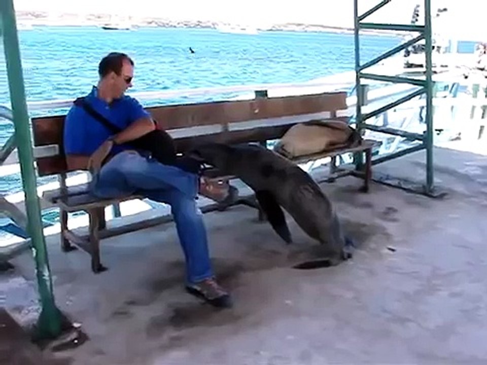 Sea lion chassé le gars sur le banc!