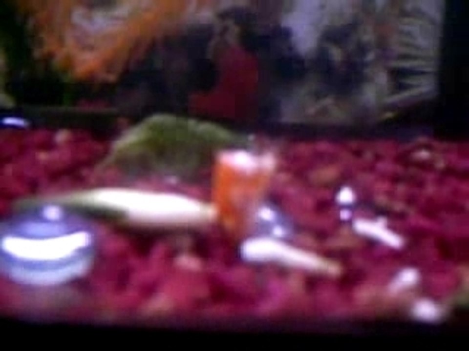 Zombie fish