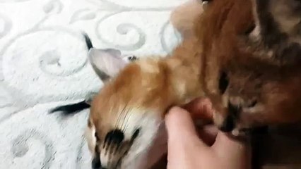 사랑스러운 caracals