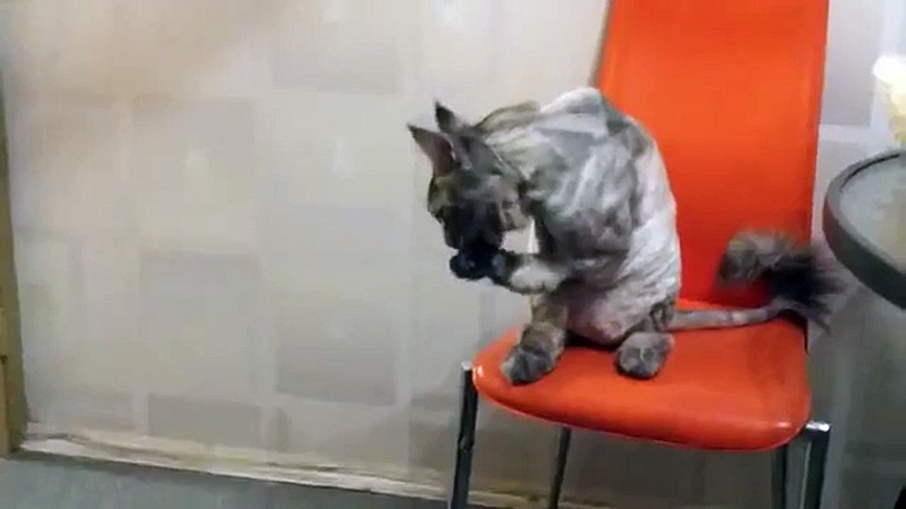 메인 쿤 고양이 묻는!