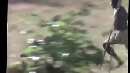 サルはイノシシにジャンプしています！