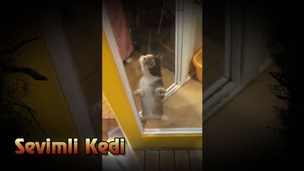 Sevimli Kedi ve Komik Hareketleri