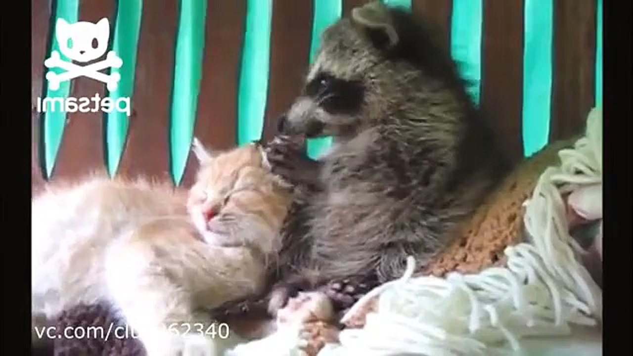 リトルアライグマと子猫