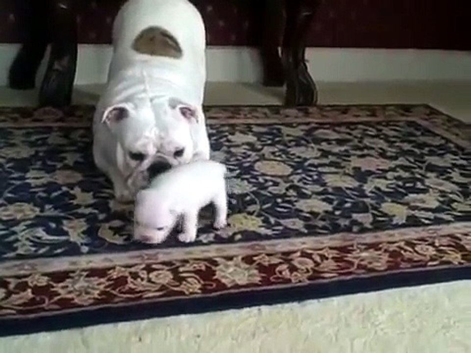 面白いブルドッグの子犬とママ