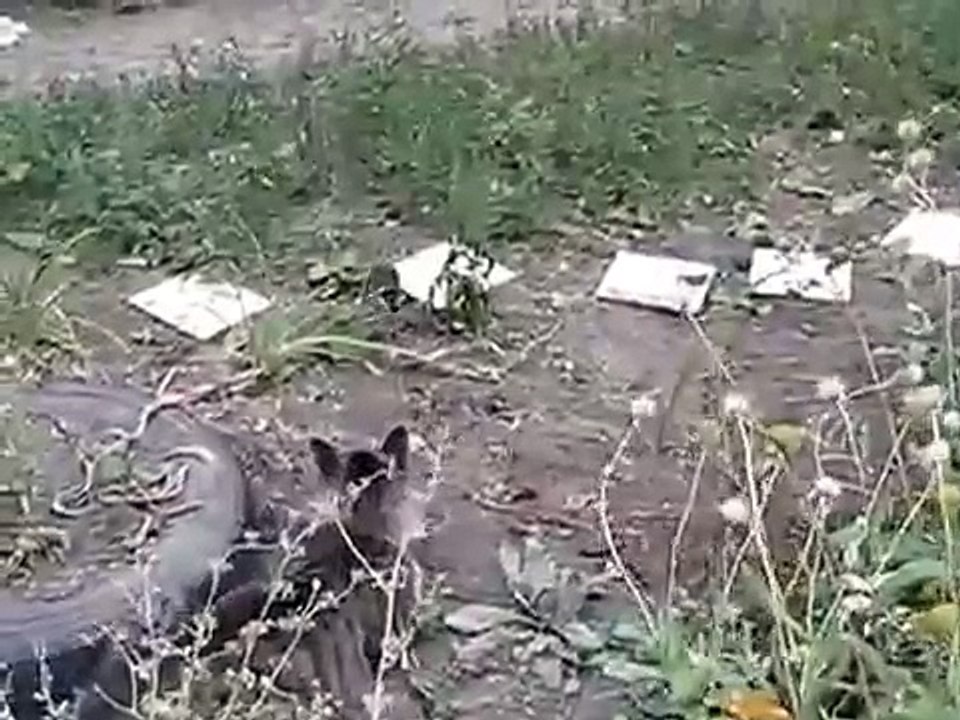 猫のラットの攻撃