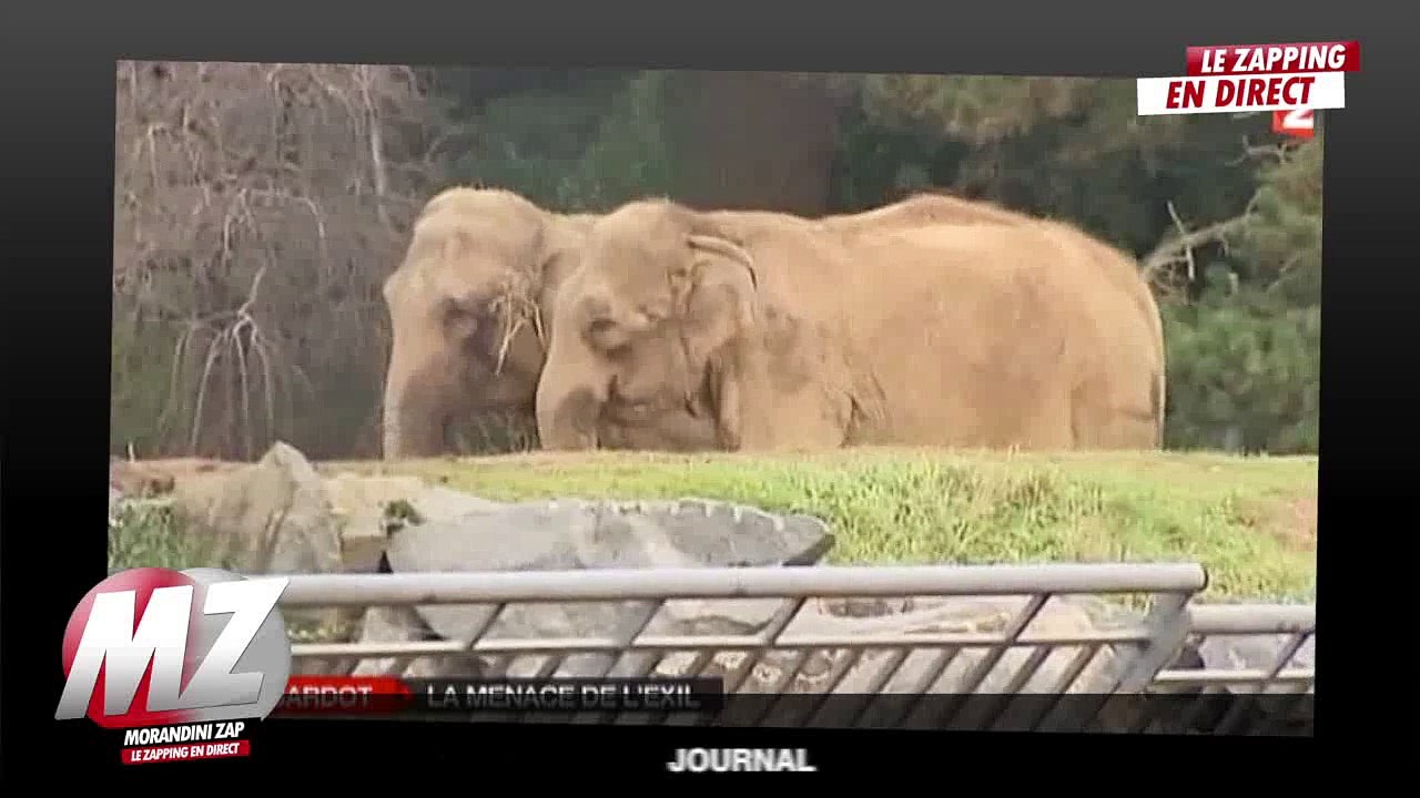 Benoit Hamon:" Brigitte Bardot devrait épouser Gérard Depardieu !"