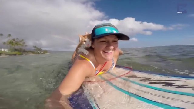 Kuli : Le chat borgne qui adore surfer