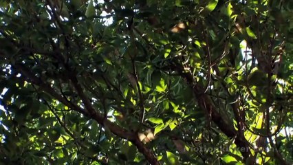 Η επιστροφή των τζιτζικιών Return of Cicadas (2013) .