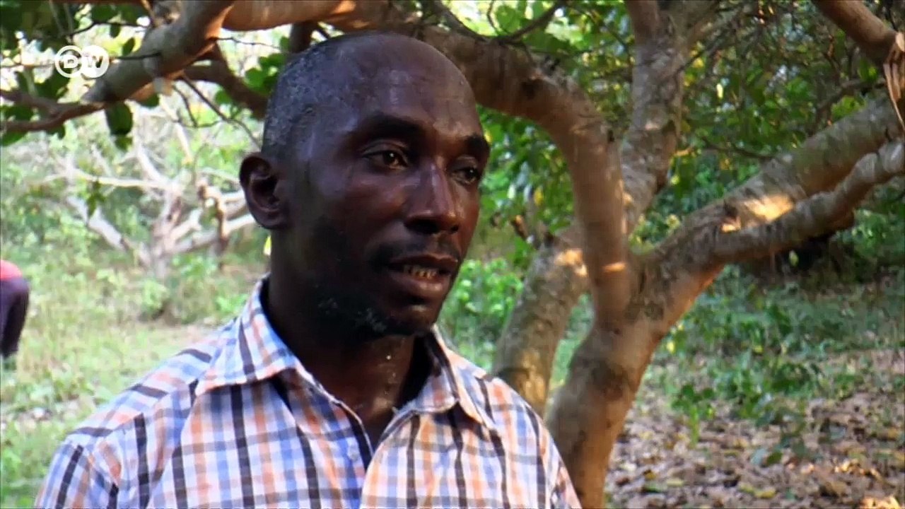 Cashewnüsse lohnen sich | Wirtschaft