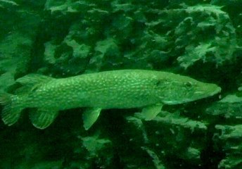 Le brochet dans les rochers